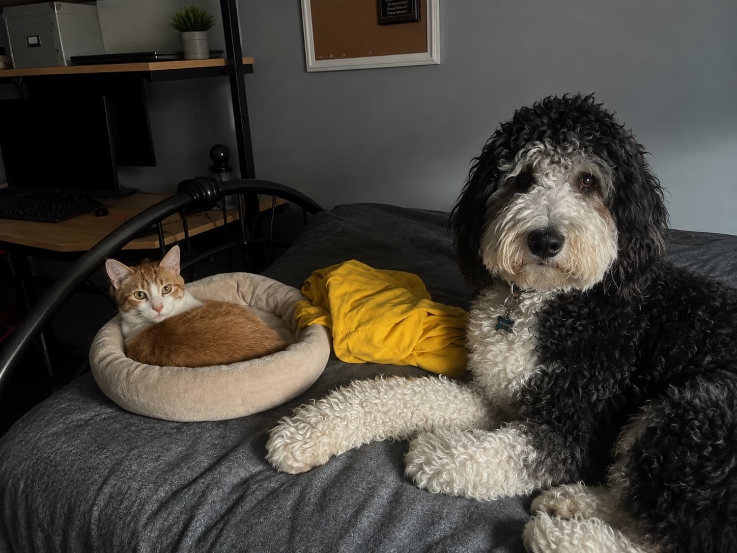 A black-and-white dog and an orange-and-white cat relaxing together at home
