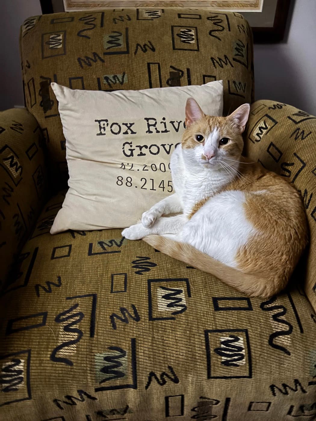 An orange-and-white cat relaxing beside a Fox River Grove pillow